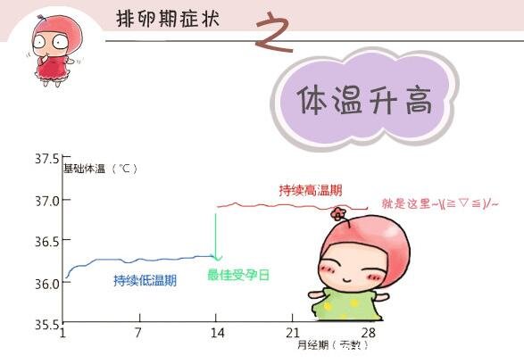 排卵期有什么表现症状，白带增多呈蛋清状能拉丝(6大症状)