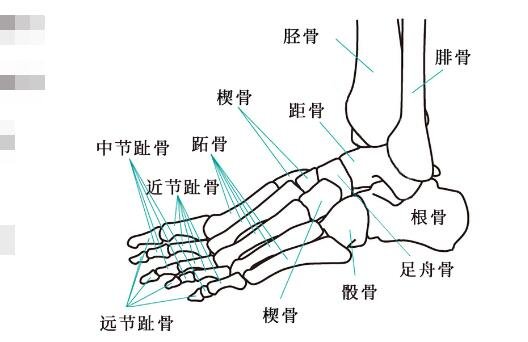 超详细人体骨骼结构图，206块骨头组成的人体骨架