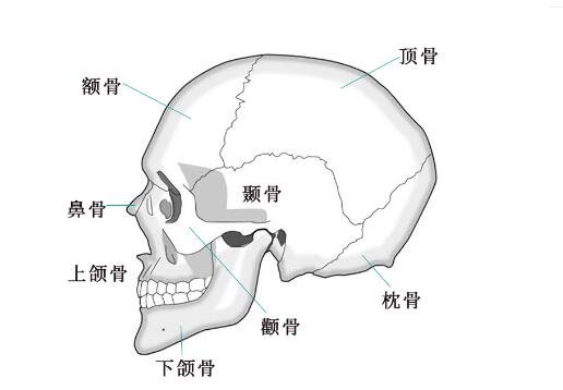 超详细人体骨骼结构图，206块骨头组成的人体骨架