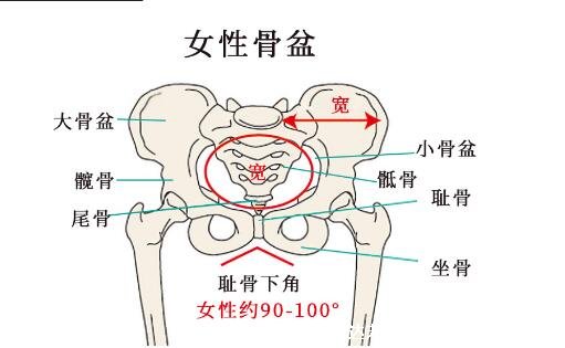 超详细人体骨骼结构图，206块骨头组成的人体骨架