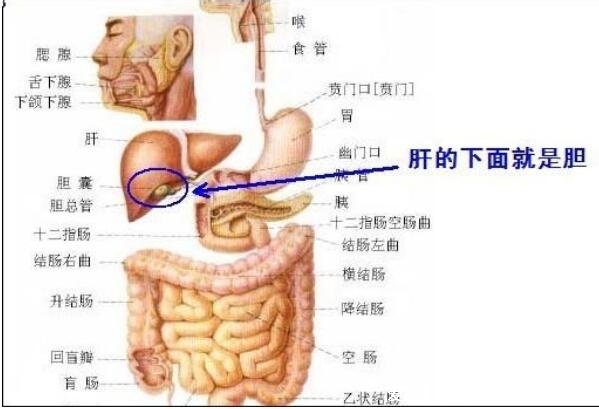 肝区疼痛位置图，引起肝区疼痛的6种原因(不一定是肝癌不要惊慌)