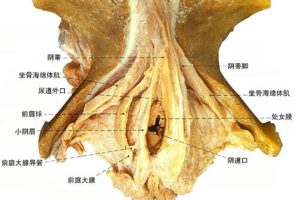 前庭大腺囊肿图片和症状，长硬块伴随疼痛和灼热感