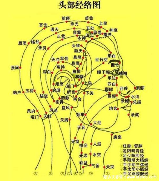 人体九条头部经络图解大全，按摩这些头部经络和穴位能改善头疼