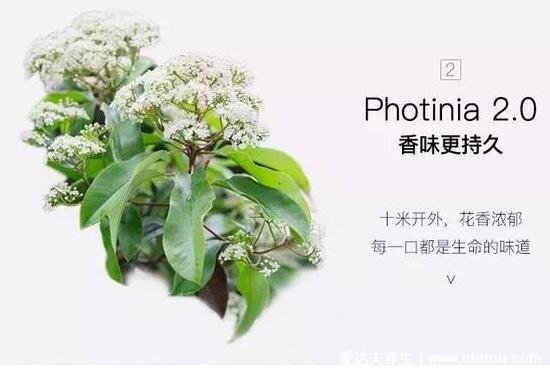 石楠花为什么叫最污花的味道，因其花香特特殊(像极碱性乳白体)