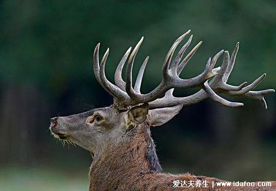 男人养肾最佳10食物，除了韭菜还有这九种补肾又好吃