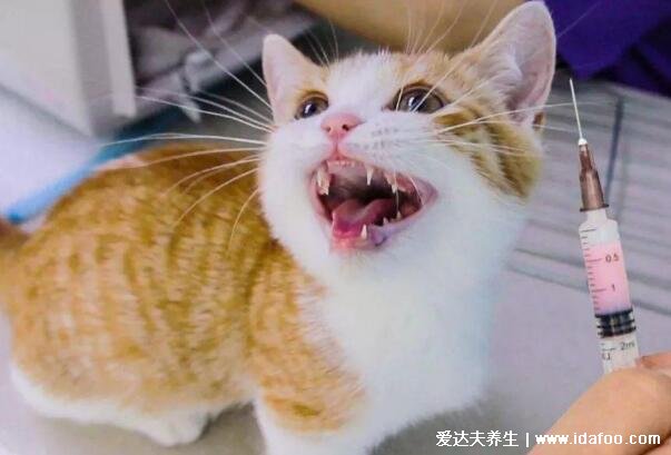 为什么好多人被猫抓不打疫苗，健康的猫咪不带毒(10日观察法确定)