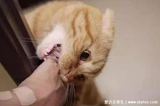 为什么好多人被猫抓不打疫苗，健康的猫咪不带毒(10日观察法确定)