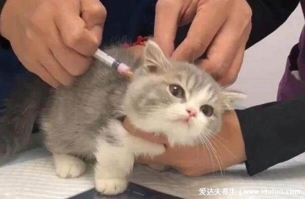 为什么好多人被猫抓不打疫苗，健康的猫咪不带毒(10日观察法确定)