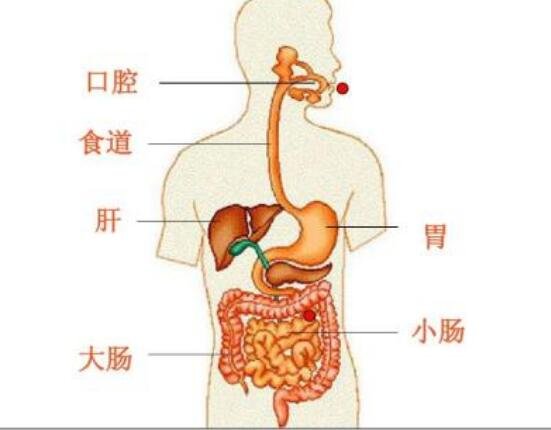 人体内脏结构图，人体系统及五脏六腑位置介绍