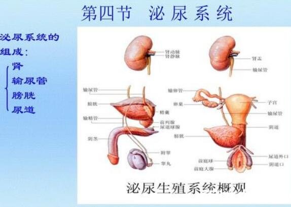 人体内脏结构图，人体系统及五脏六腑位置介绍