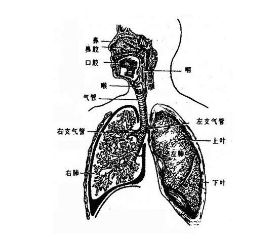 人体内脏结构图，人体系统及五脏六腑位置介绍