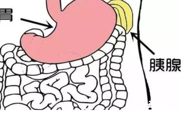胰腺在人体的哪个部位图解，深埋于右上腹腹腔中心