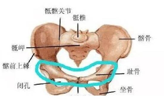 孕妇耻骨位置图片，位于下腹部与两腿之间(孕妈妈必看)