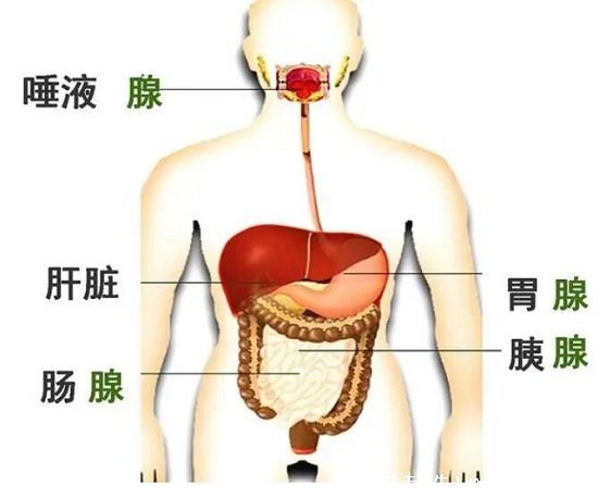 胰腺炎的饮食禁忌，注意严格控制蛋白质的摄入(四大禁忌)