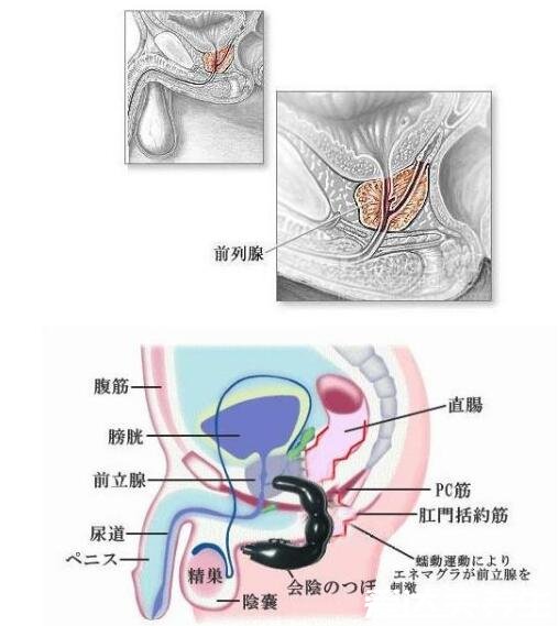 自己按摩前列腺十种手法图解，每天坚持按摩轻松缓解前列腺疾病