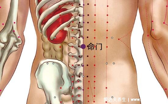 命门穴的准确位置图，强肾固本/延缓衰老的养生第一大穴
