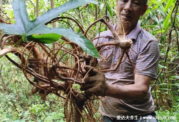 五指毛桃根的功效与作用禁忌，治月经不调/肝硬化腹水等多种疾病