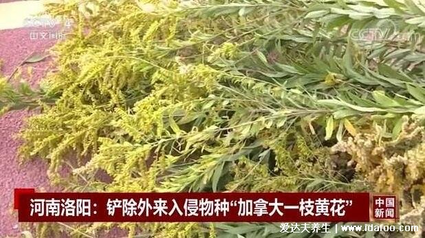 本土中药一枝黄花图片和加拿大一枝黄花图片区别，高度根茎有不同