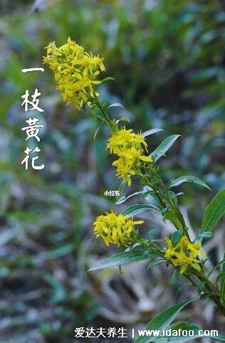 本土中药一枝黄花图片和加拿大一枝黄花图片区别，高度根茎有不同