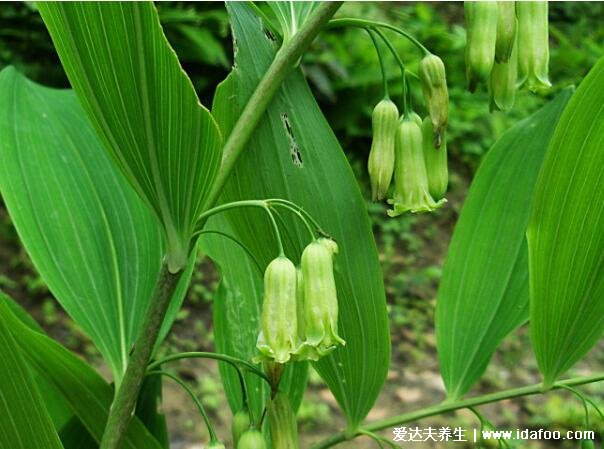 黄精泡水喝的五大禁忌，过于滋补油腻五类人不宜多服(附功效作用)