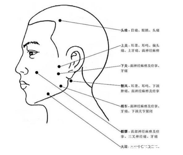 人体头部经络图穴位图，让你精准找到自己头部的穴位