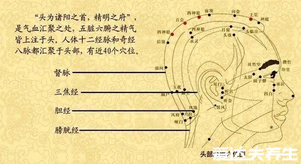 人体头部经络图穴位图，让你精准找到自己头部的穴位