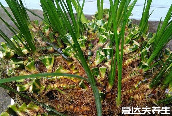 石菖蒲的功效与作用，不仅能祛湿止痒还有开胃消食等作用(图片)