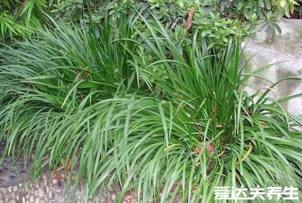 石菖蒲的功效与作用，不仅能祛湿止痒还有开胃消食等作用(图片)