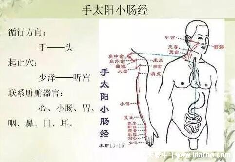 手臂经络图6条走向，分为手三阳和手三阴(手三阴胸起往手走) 