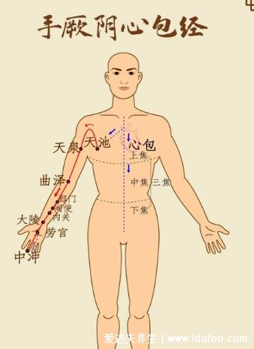 手臂经络图6条走向，分为手三阳和手三阴(手三阴胸起往手走) 