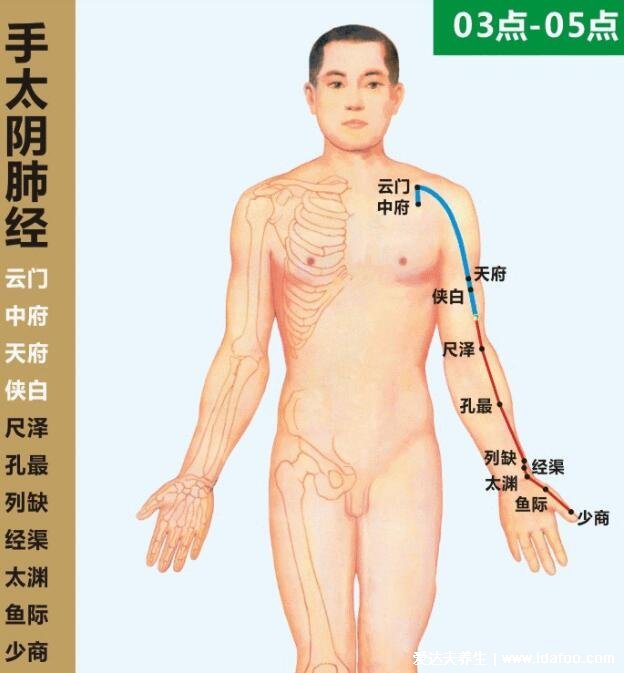 手臂经络图6条走向，分为手三阳和手三阴(手三阴胸起往手走) 