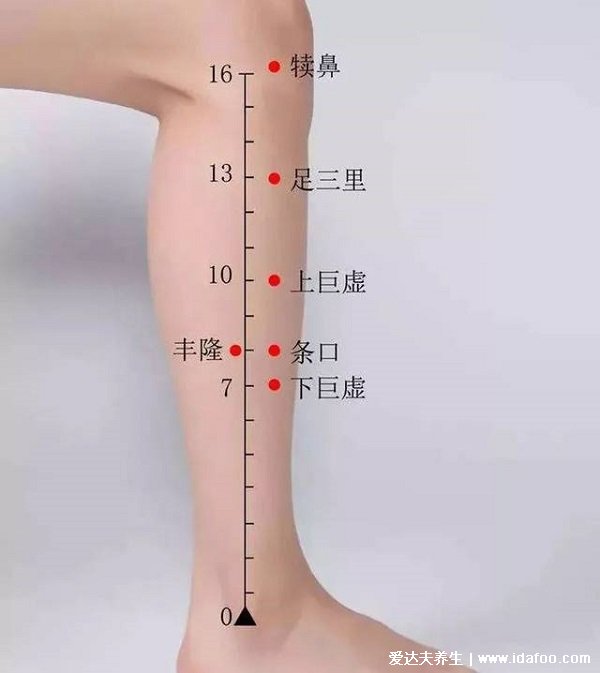 穴位足三里的准确位置图片，在膝盖凹陷下方（四个手指距离）