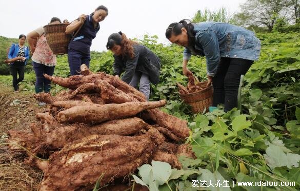 野生葛根图片和叶子图片，葛根泡水喝的七大功效