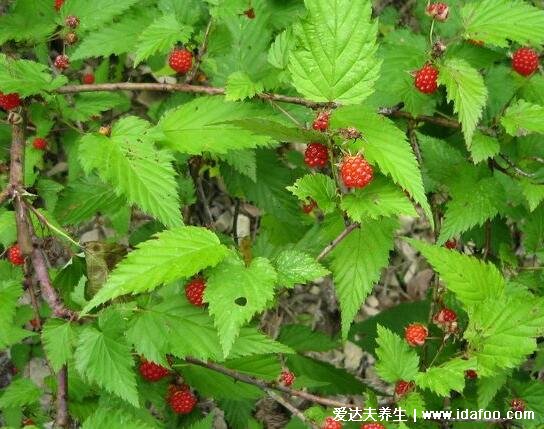 野生植物覆盆子图片大全，可做作水果和中药补肾壮阳(附壮阳草药)