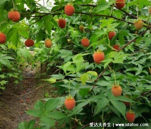 野生植物覆盆子图片大全，可做作水果和中药补肾壮阳(附壮阳草药)