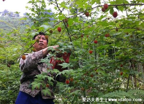 野生植物覆盆子图片大全，可做作水果和中药补肾壮阳(附壮阳草药)