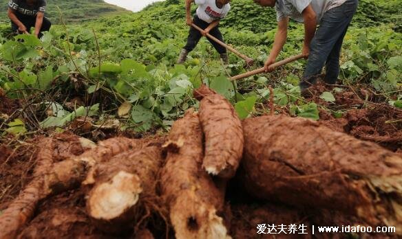 野生中药葛根图片大全，农村可见葛根又叫做葛藤(可开花有绿叶)