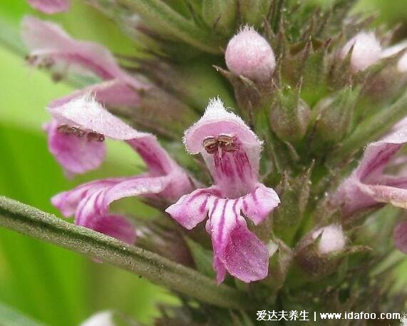 野生植物益母草图片大全，在路边可能见过(开淡紫红色花朵叶片细长)