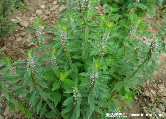 野生植物益母草图片大全，在路边可能见过(开淡紫红色花朵叶片细长)