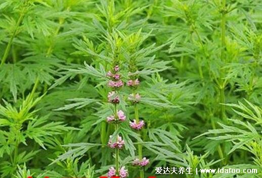 野生植物益母草图片大全，在路边可能见过(开淡紫红色花朵叶片细长)