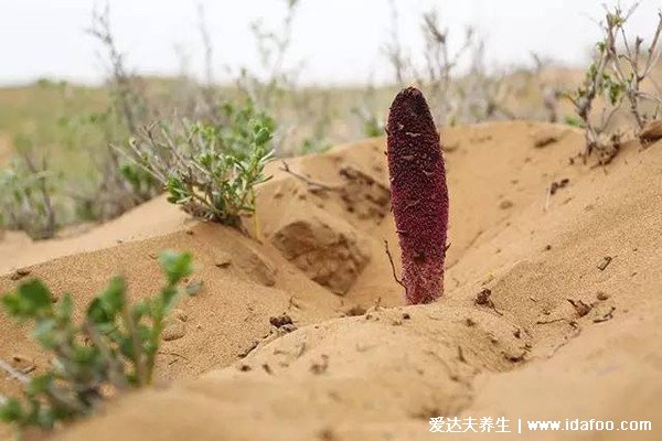 野生中药锁阳长什么样图片，有壮阳延缓衰老功效(红棕长柱状)