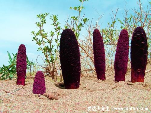 野生中药锁阳长什么样图片，有壮阳延缓衰老功效(红棕长柱状)