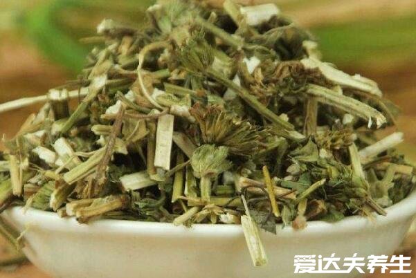 益母草的功效与作用，不仅是妇科良药还能美容养颜(女性须知)