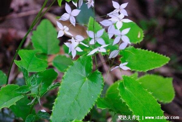 淫羊藿的功效与作用，媚药之王能增强性欲补肾壮阳(图片)