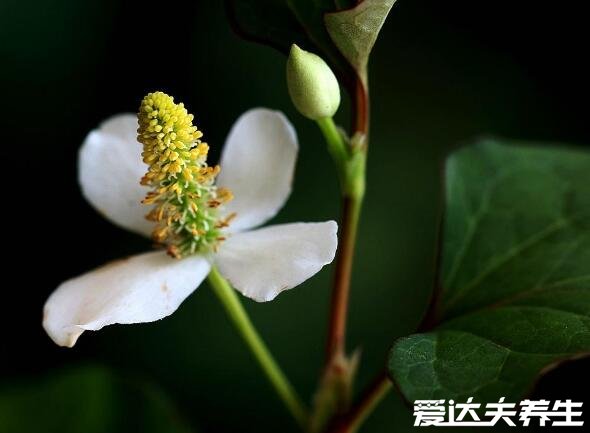 真实的鱼腥草图片，三个关键部位特点让你一眼辨别折耳根