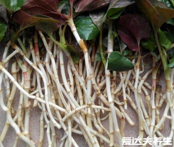 真实的鱼腥草图片，三个关键部位特点让你一眼辨别折耳根