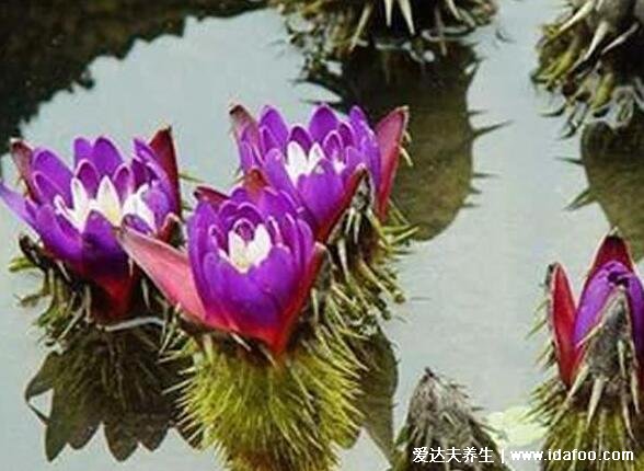 植物中药芡实图片，为水中植物中药类似莲子(附芡实的功效作用)