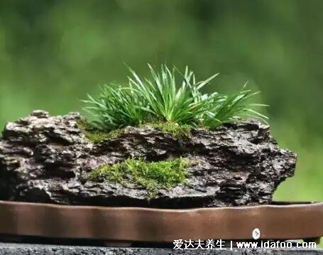 植物中药石菖蒲图片，可入药也可做盆景(可治胃痛)