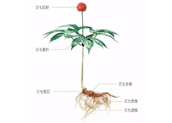 中药三七图片植物图片，田七的功效与作用及食用方法