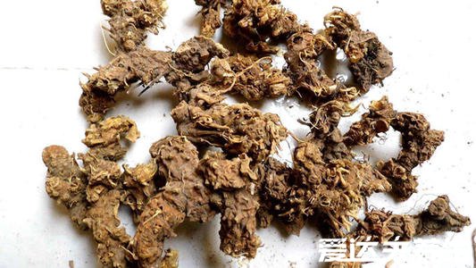 中药射干的功效与作用，止咳润肺去火消肿的效果非常好